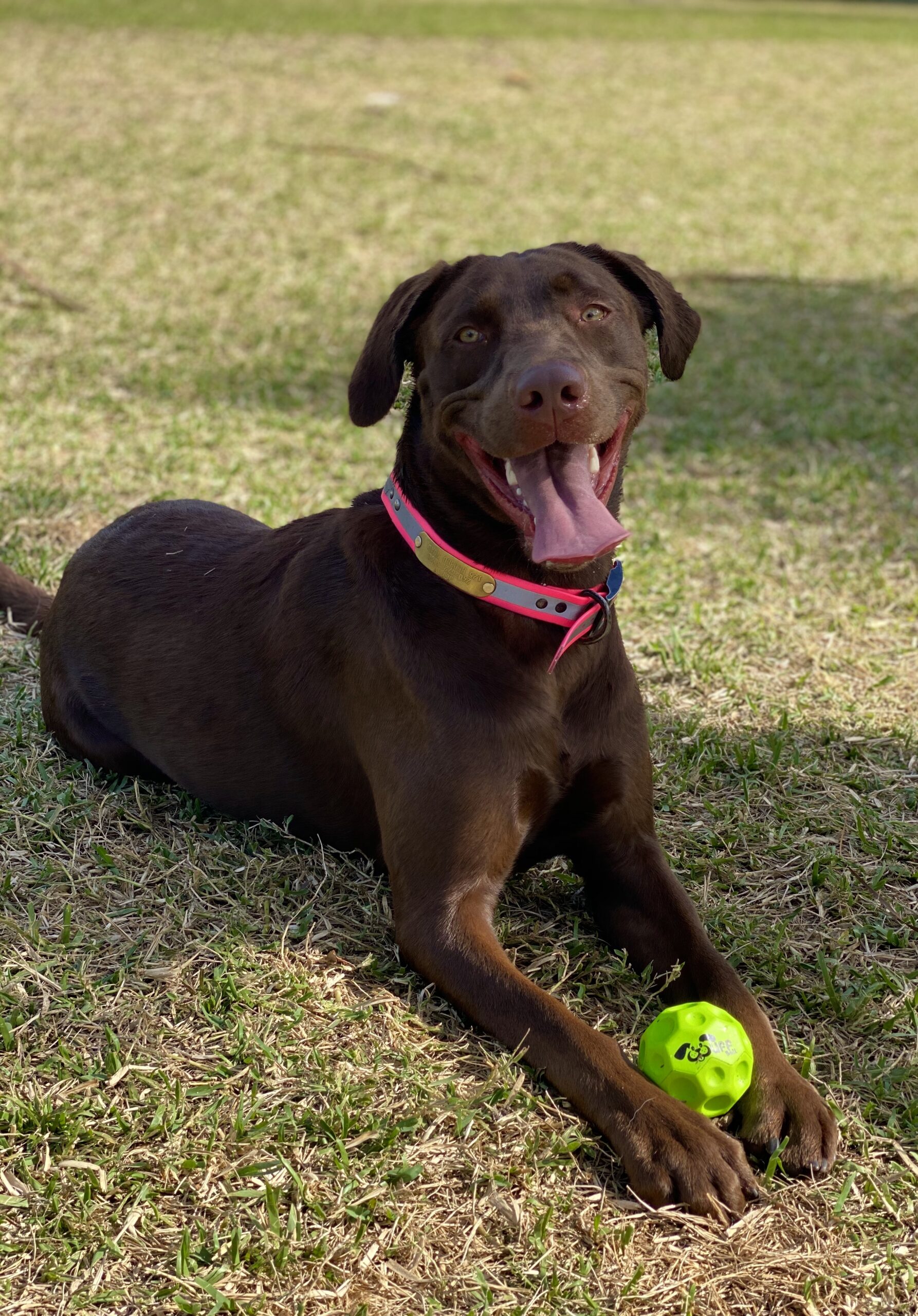 Wuff Ball | Green - The Best Dog Ball Ever!