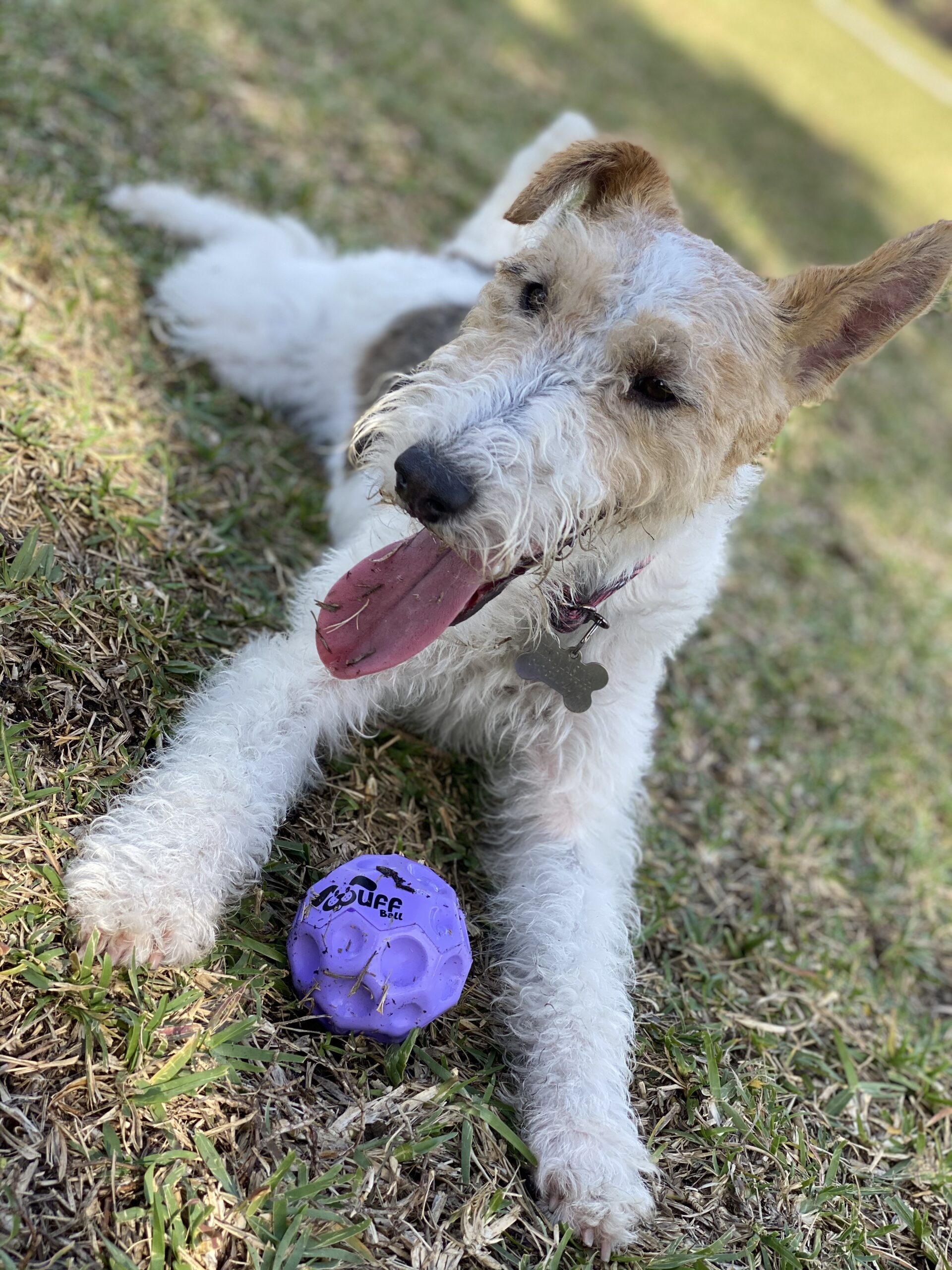 Wuff Ball | Purple - The Best Dog Ball Ever!