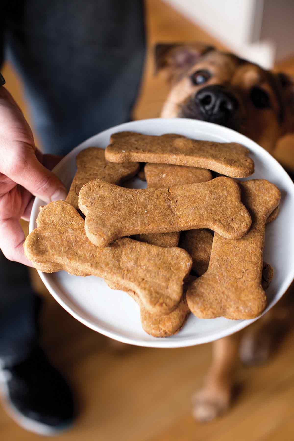 Blog Dogs Go Wuff Official Website